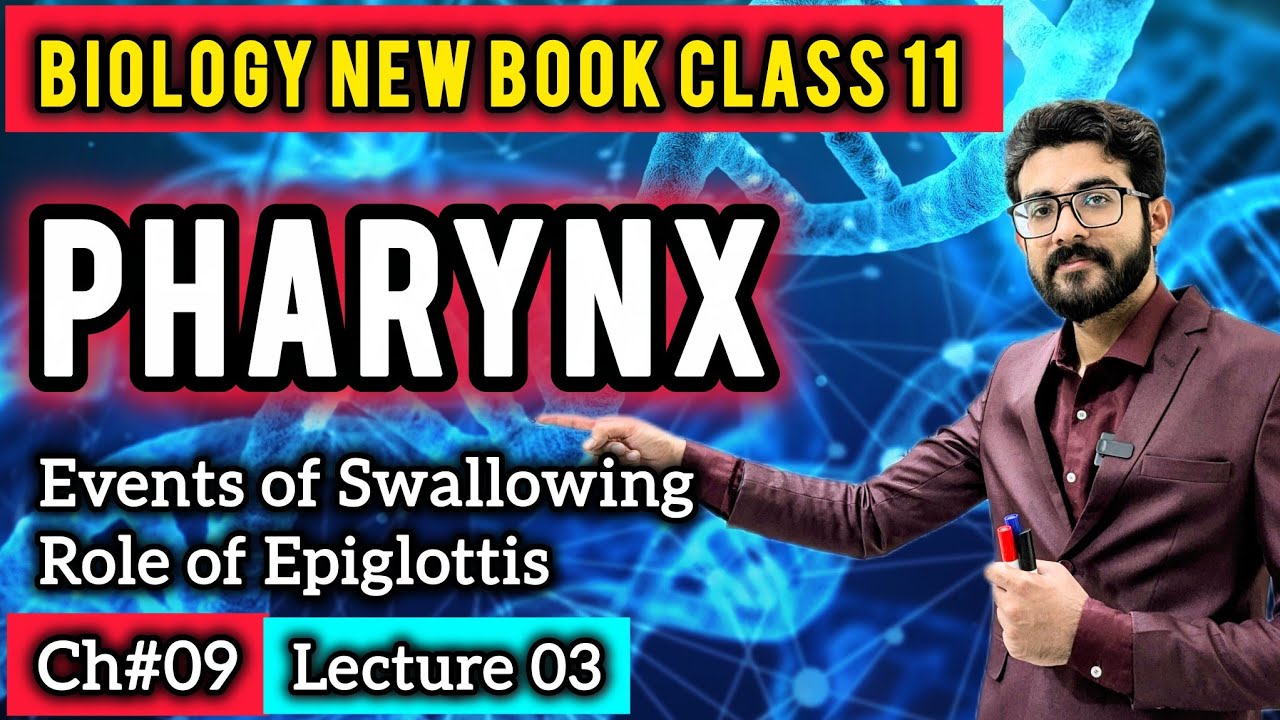 Pharynx Class 11 | Swallowing & Role of Epiglottis | Biology New Book