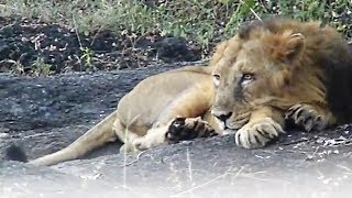 ... thanks for watching. please subscribe to our channel so that i can
bring you more wonderful sasan gir forest nat...