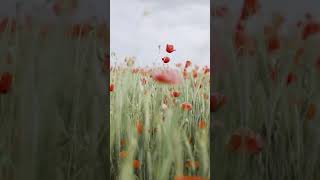 Selective Focus of Red Poppy Flowers While Swaying | Free Stock Video Footage HD 4K screenshot 1