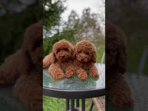 Мальтипу ф2 братишки выбирают семьи #cute #dog #maltipoo #puppy #maltipoopuppy #poodle #pet