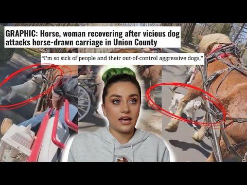 Video: 12 Chihuahua Stereotyper, der kan eller må ikke være nøjagtige