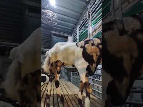 Big Goat video @TheRajuShow