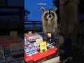 Wild Raccoon Plays Guess Who