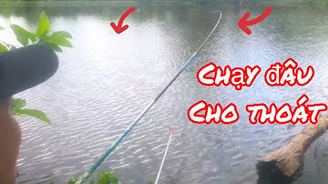 Câu Đài Tự Nhiên - Đụng Bầy Rô Phi Tự Nhiên Kéo Lút Phao Liên Tục / Yêu Lắm Miền Tây