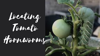 Locating Tomato Hornworms | Day & Night Hunting Tips!