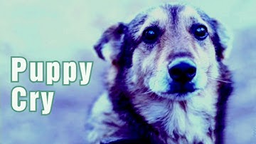 Puppy Crying Sound Effect to Stimulate Your Dog