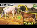 JERSEY❌HOLSTEIN(Jerhol)-El Mejor Cruce Lechero Del Mundo