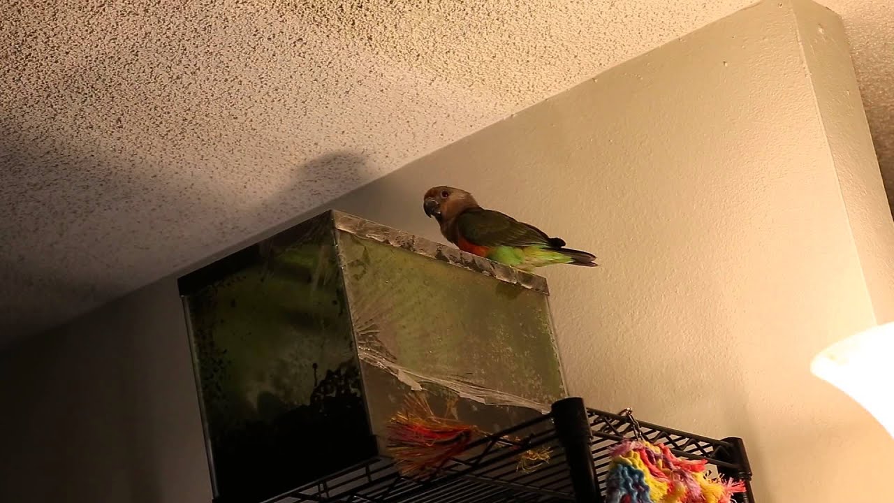 Bombus the Red-bellied Parrot "Talking"