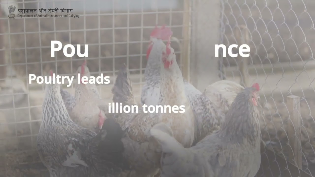 India ranks 5th in the world in terms of total Meat production