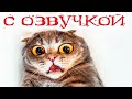 Приколы с котами! Смешные коты с ОЗВУЧКОЙ! СМЕШНЫЕ ЖИВОТНЫЕ 2022! Засмеялся проиграл – Доми шоу