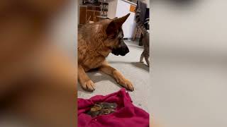 German Shepherd Becomes Orphan Ducklings’ Surrogate Dad