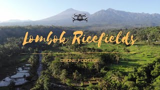 Beautiful Indonesian Rice Fields, Mt Rinjani, Lombok