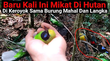 hutan ini sangat indah lokasi mikat burung mahal semua