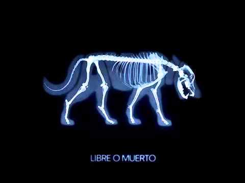 Paracaídas Video