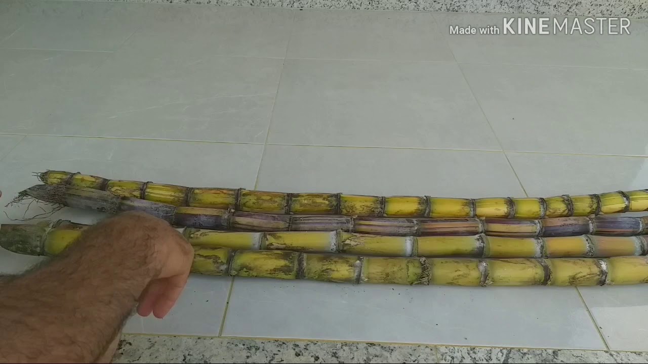 VEJA qual é a melhor variedade de cana para extrair caldo!!! YouTube VEJA qual é a melhor variedade de cana para extrair caldo!!! YouTube