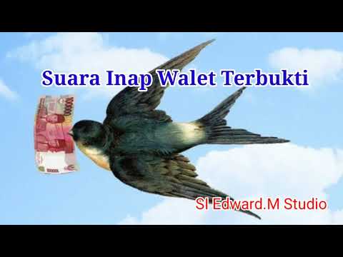 Suara Inap walet Terbukti paling bagus  , Si Edward.M Studio