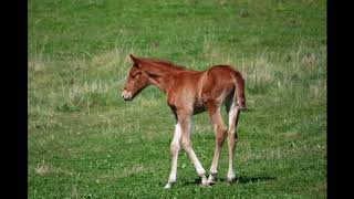 Download Lagu Tulara Zindia MP3