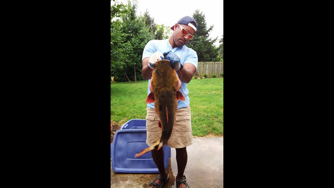 How To Skin And Butcher A Flathead Catfish Get More Meat for How To Skin A Catfish