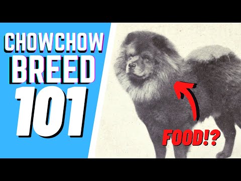 The Chow Chow Breed 101 : Breed & Personality