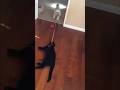 Dog gives cat a free ride #cat #dog #pets