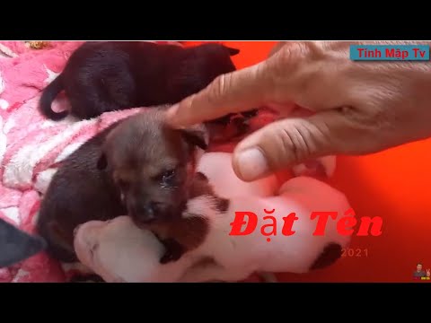 Video: Tên con chó con tốt nhất cho chó Havan