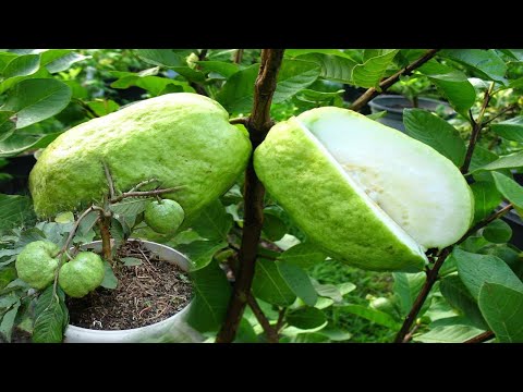 Transplanting Guava Tree in Pots - Gardening Tips