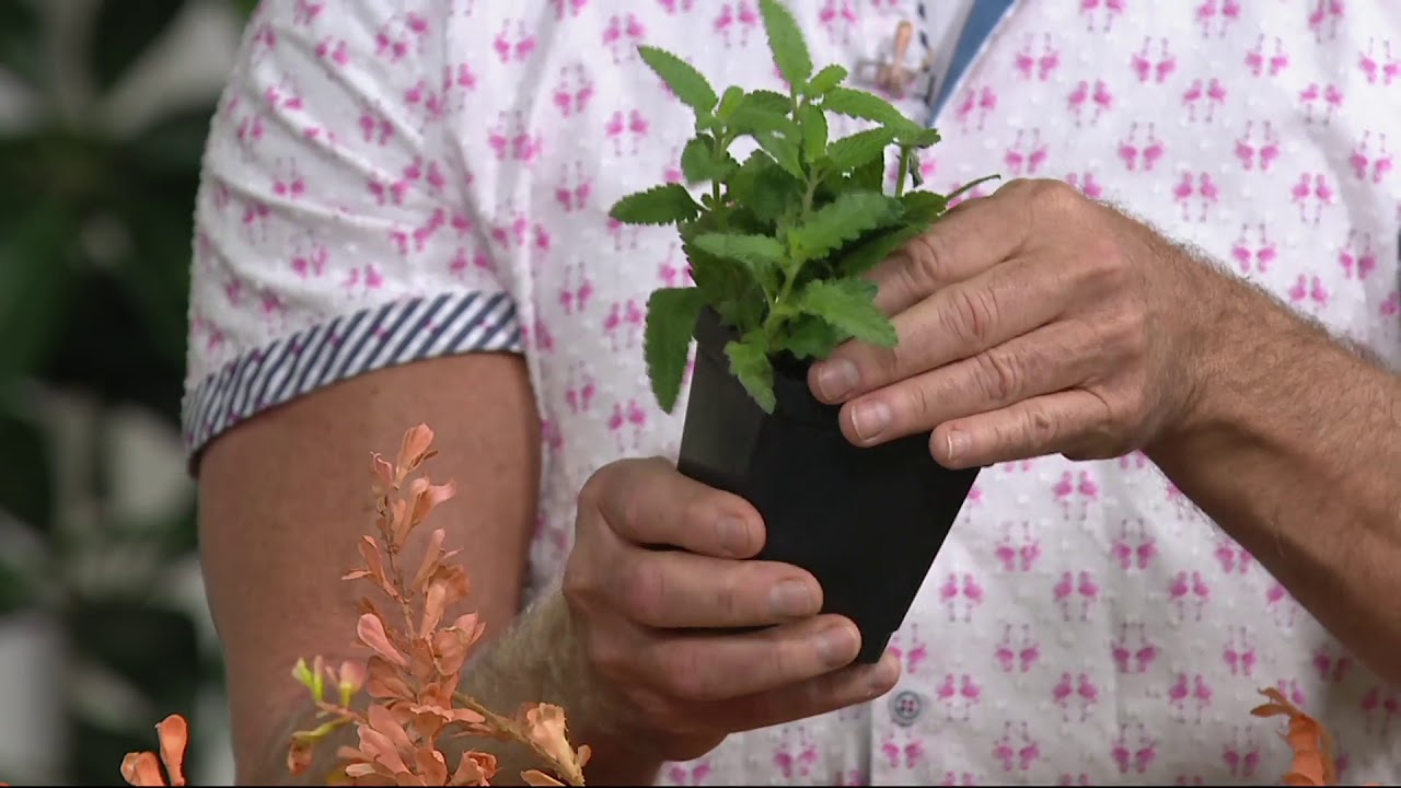 Cottage Farms 4pc Perpetuals Hummingbird Mint Plant on QVC YouTube