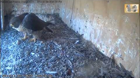 Swift in nest, hears something, goes and looks out - Courtesy FalconCam Project, Orange, NSW