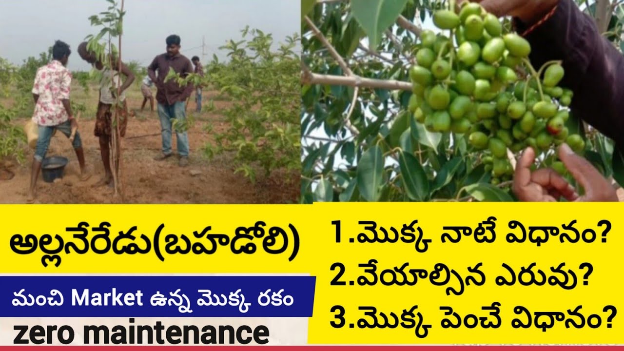 అల్లనేరేడు(Bahadoli)-మొక్క నాటడం నుంచి మార్కెట్ వరకు -పూర్తి వివరాలు/Zero maintenance fruit plant.