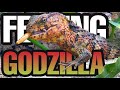 RAREST LIZARD FEEDING + UPDATE! Chinese Crocodile Lizards