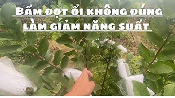 #125 Bấm Đọt Ổi Không Đúng Cách Làm Giảm Năng Suất Và Công Chăm Sóc | Thanh Bình Farm