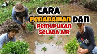 @kadeksuryachannel cara tanam selada air✅