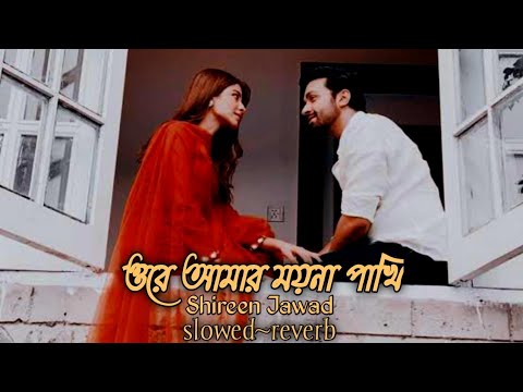 Ore Amar Moyna Pakhi      slowed  reverb  shireen jawad  Ta Hiaa  BanglaLofi