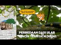 TERDAPAT PERBEDAAN! Ular Cincin Sumatera Dan Ular Cincin Jawa | JEJAK RIMBA (2/2)