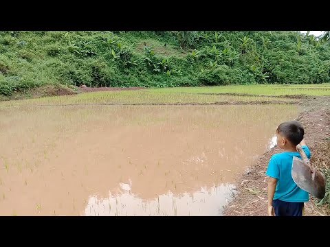 Video: Locusts puas noj nqaij?