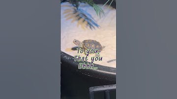 Truth! 😂 #terrapin #diamondbackterrapin #turtle #reptile #babyturtle #ornate #bidenjokes