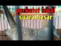 Perkutut Lokal Suara Besar Cocok Buat Masteran Perkutut Males Bunyi Mp3 - Mp4 Download