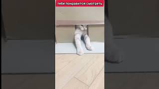 тебе понравится смотреть #cat #funnycats