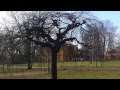 Weird tree