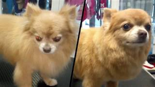 GROOMING A LONG HAIRED CHIHUAHUA  ARREGLO DE CHIHUAHUA DE PELO LARGO