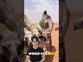 “This Animal Can SURVIVE Without Water for WEEKS 😳” #facts #camels