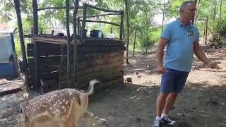 FOTO VIDEO ”La Nic„ - Ferma unde se pot vedea și mângâia singurii cerbi lopătari din județul Sibiu 1 video