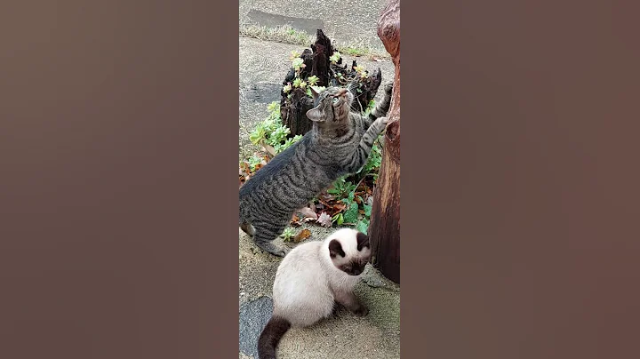 Video 6964311: cats animal funny kitty, cat love kitty, funnycats animals dog, food funnycat, amazing funnycat, beautiful funnycats