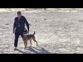 Belgian Malinois training with 1 year old “Elon”.