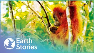 Desperately Saving The Last Of Sumatra's Wild Orangutans | 1000 Days