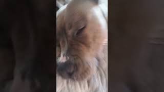 my other dog gemma #pets #puppy #cute #funny