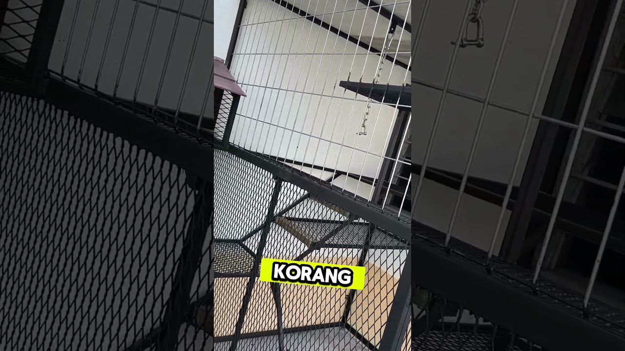 BANGLO MANUSIA ❌BANGLO KUCING 🐱 ✅#bahandanbinaan #ILoveCivilEngineering #consultation #cat #catcage