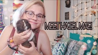 Meet Hazel Mae |MY NEW GUINEA PIG?!| by K.B's World of Pets 1,193 views 2 years ago 7 minutes, 59 seconds