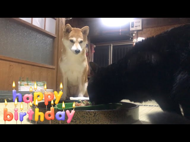 猫のご飯から目が離せない柴犬、６歳の誕生日 6th birthday!