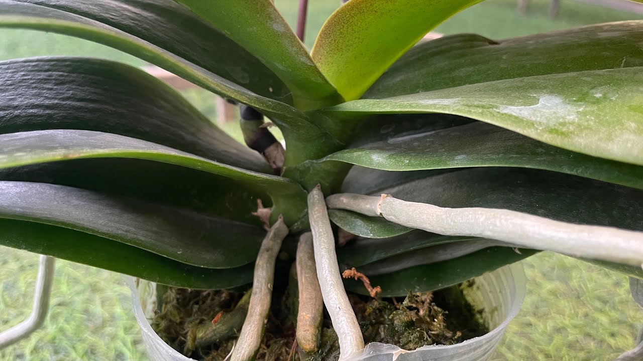 #7Transform Your Orchids with Aloe Vera & Cinnamon:The Ultimate Root  Boosting Hack @BlissfulGarden6